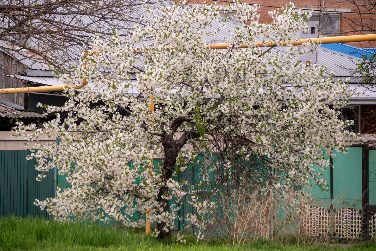вишня - Игорь Сикорский