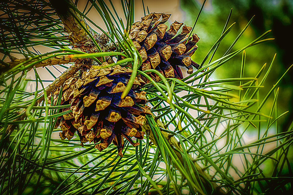 Шишки сосновые - Владимир Кроливец Шишки сосновые - Владимир Кроливец