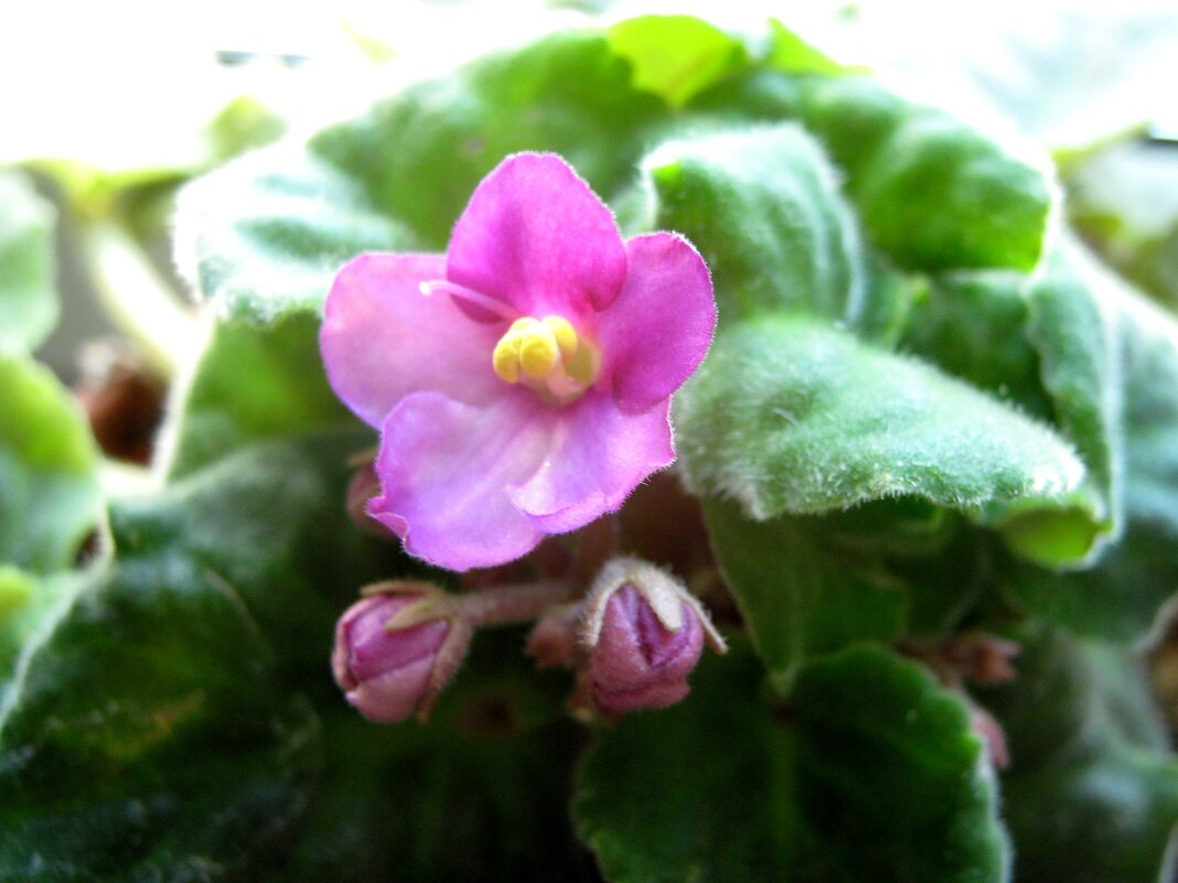 Новая жизнь - Елена Семигина