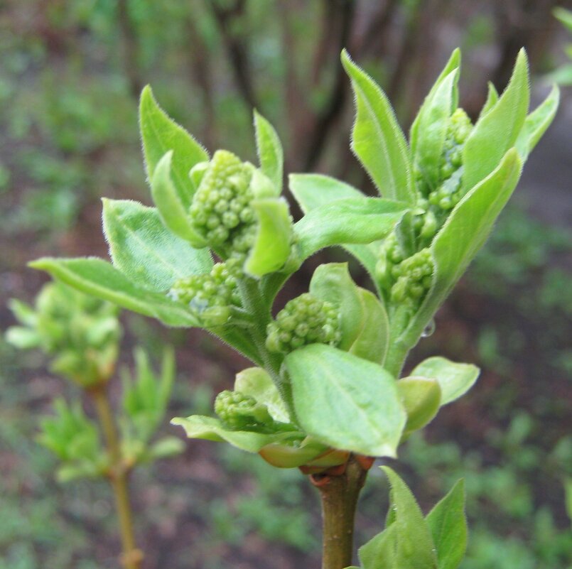 В апреле месяце - Елена Семигина