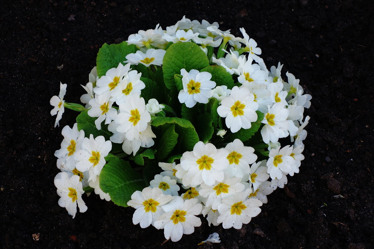 Примула - Рита Симонова Примула - Рита Симонова