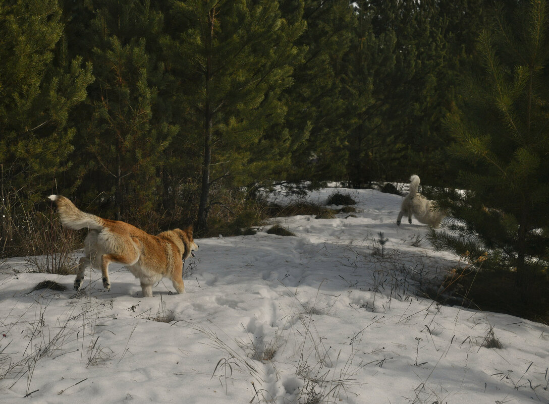 Бегущие лесом - Сергей Шаврин