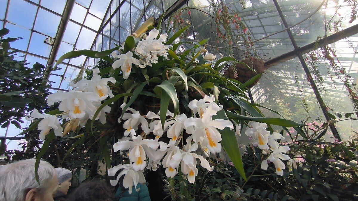 Еще немного субтропических цветов! - Ольга Еще немного субтропических цветов! - Ольга