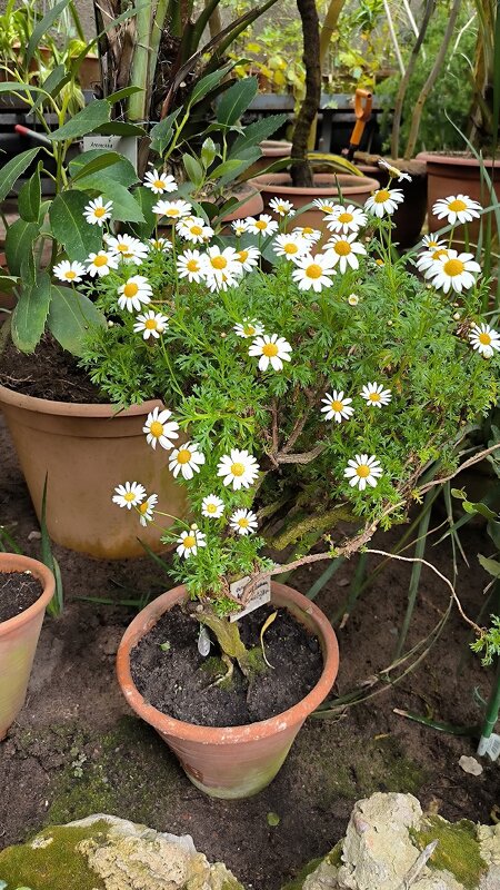 Такие милые ромашки! - Ольга Такие милые ромашки! - Ольга