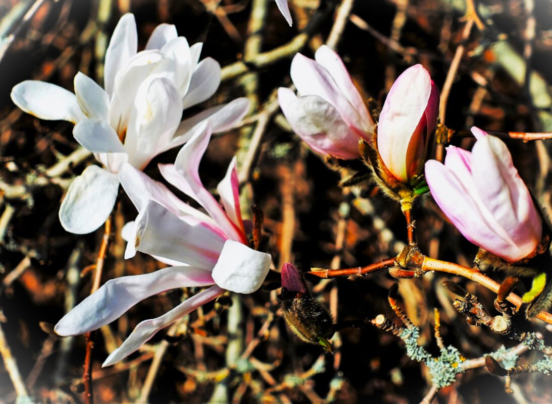 Магнолия звёздчатая(Magnolia stellata) - Aida10 Магнолия звёздчатая(Magnolia stellata) - Aida10