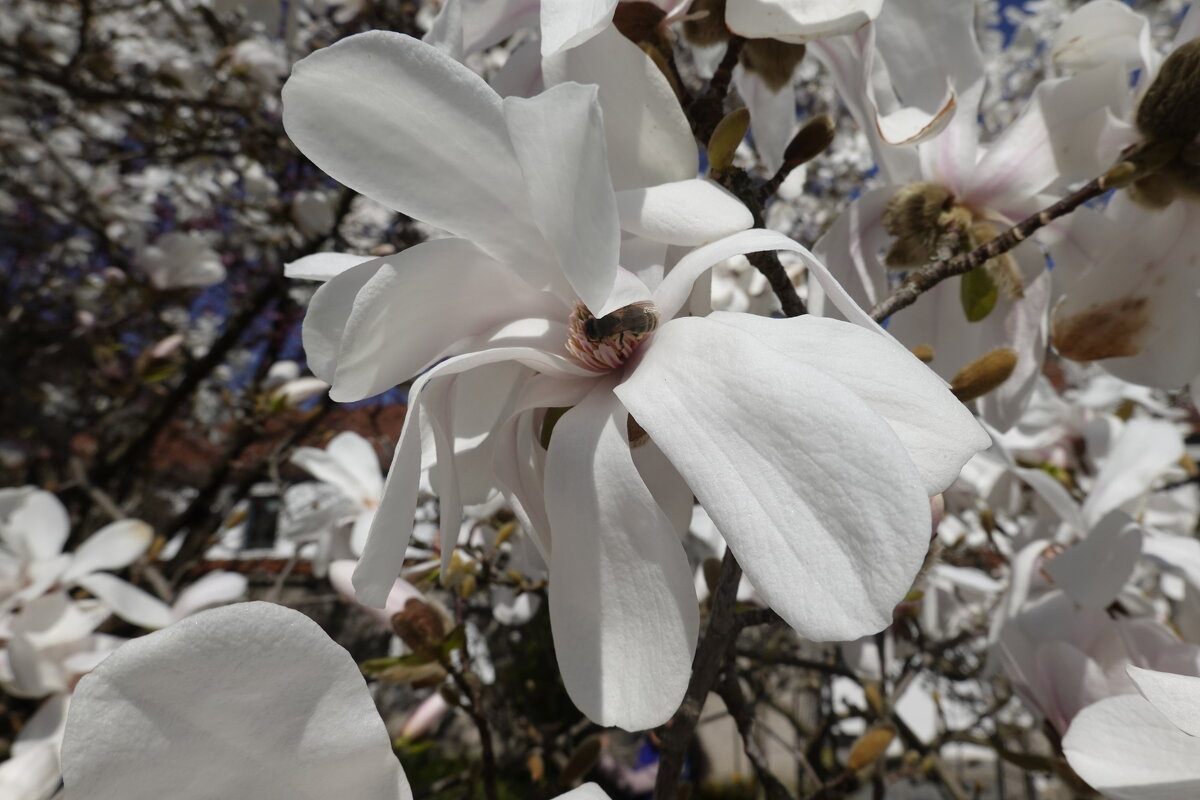 Белой магнолии нежность... - Галина 