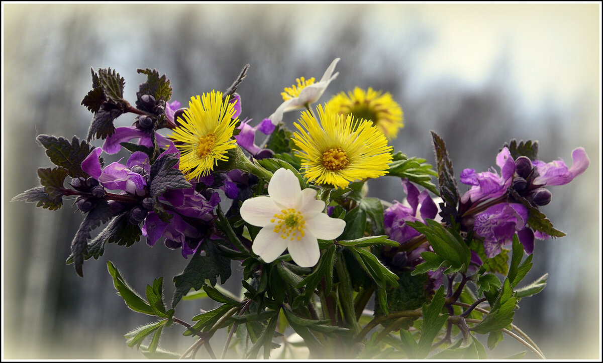 Первенцы Весны - Aleksandr Gal Первенцы Весны - Aleksandr Gal