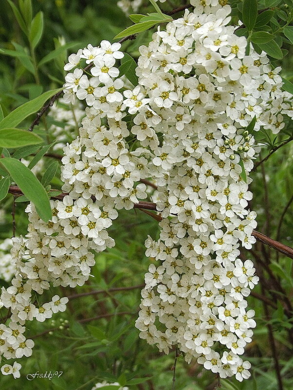 Спирея - Freddy 97