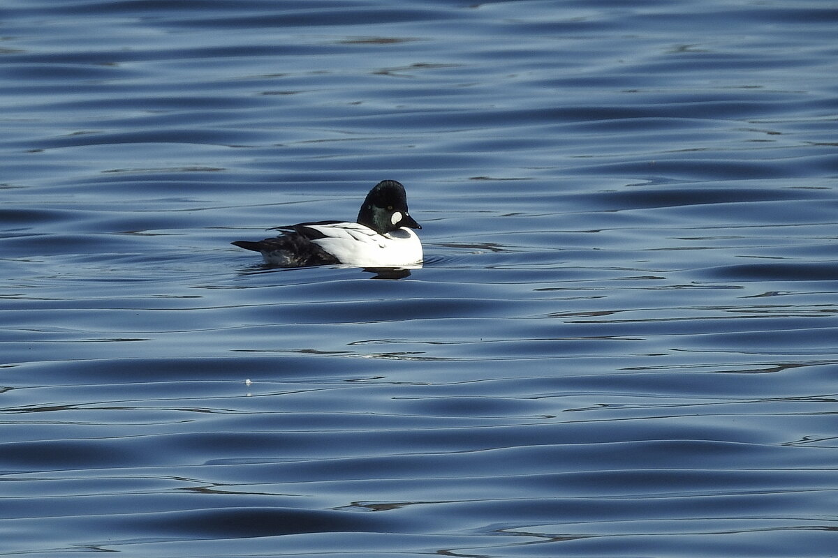 весна.гоголь - ИННА ПОРОХОВА