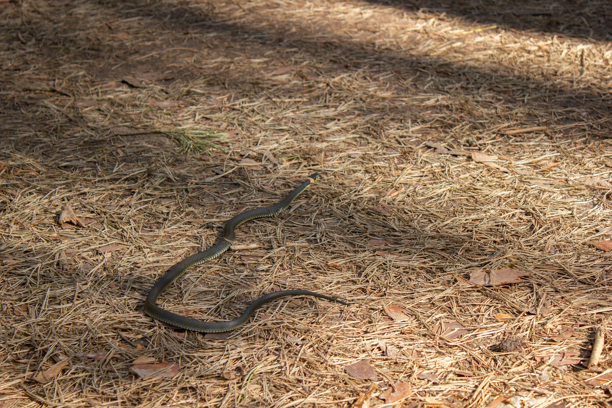 Про ужика. - Михаил "Skipper"