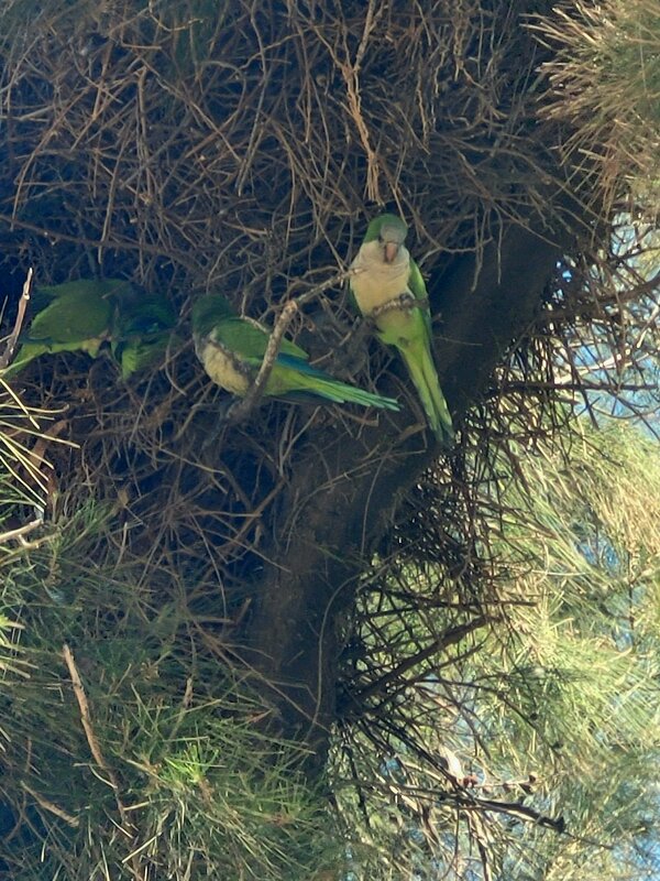 На дереве пять домиков попугаев - Светлана Хращевская На дереве пять домиков попугаев - Светлана Хращевская