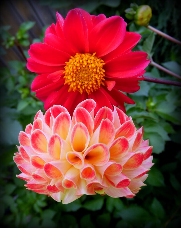 Георгины. - nadyasilyuk Вознюк Георгины. - nadyasilyuk Вознюк