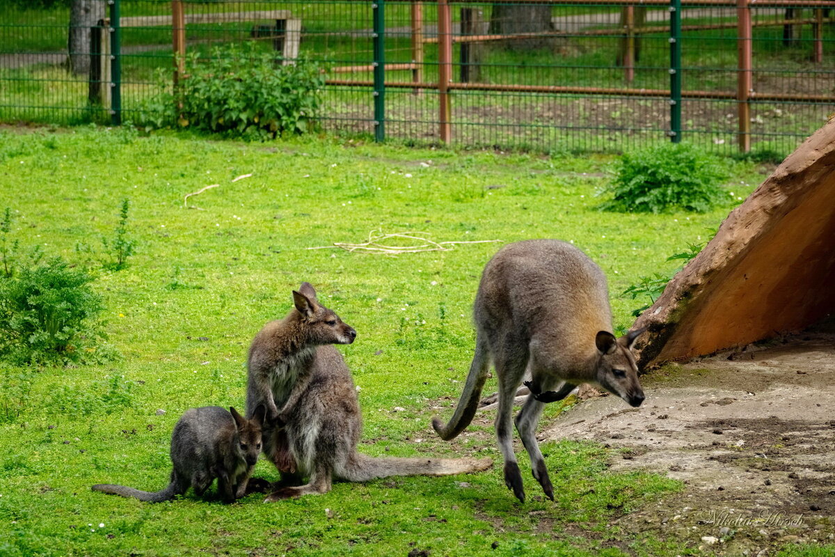 Кенгуриная семья... - Николай Гирш Кенгуриная семья... - Николай Гирш