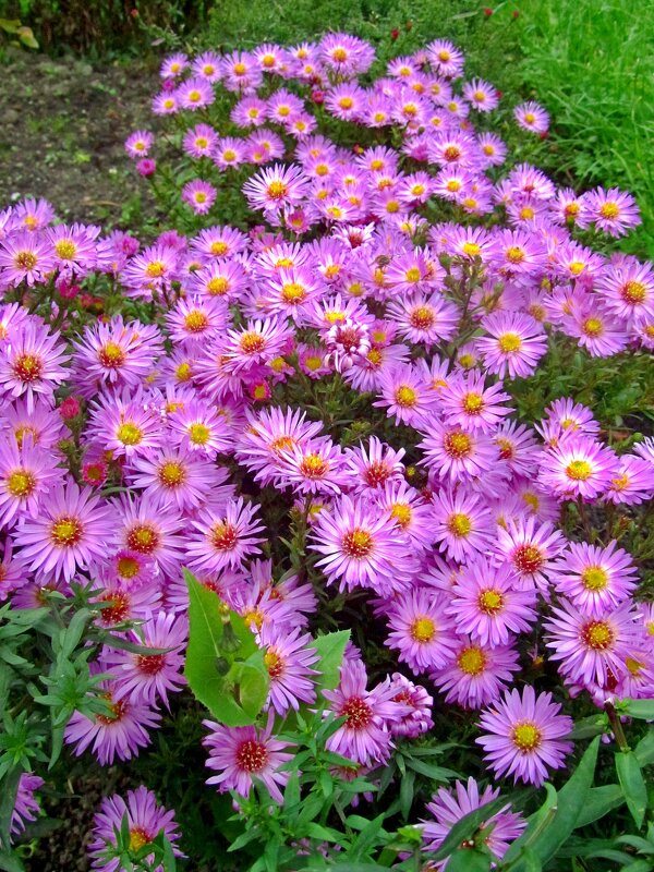 Астра многолетняя Октябринка - Сергей Карачин Астра многолетняя Октябринка - Сергей Карачин