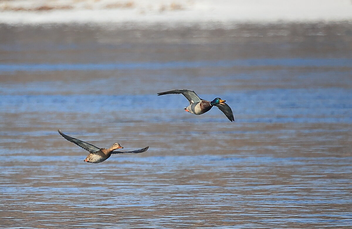 Как заповедано... - Владилен Панченко