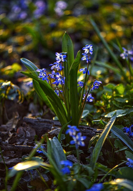 Торжество весны - Сергей Торжество весны - Сергей