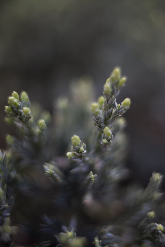 *** - Яна Горбунова