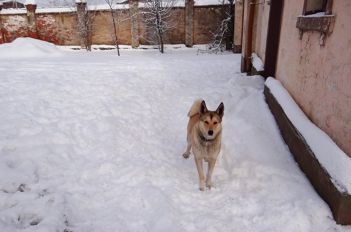 Сторож - Антонина Гугаева Сторож - Антонина Гугаева