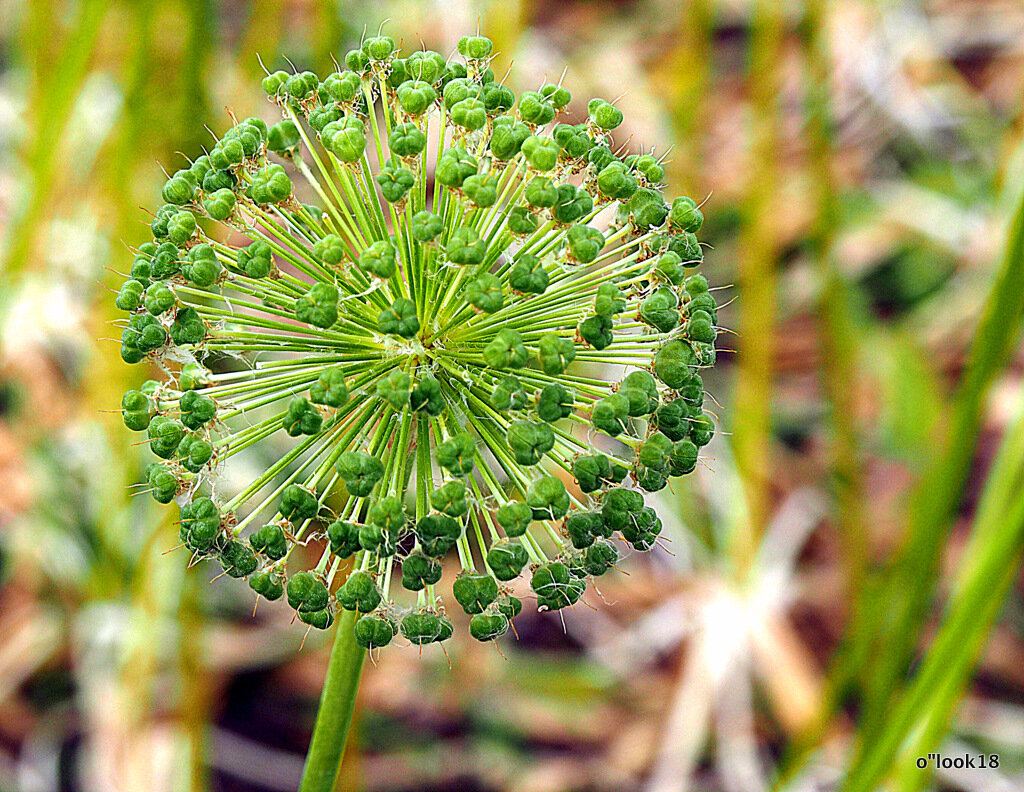 природа шутит - Олег Лукьянов