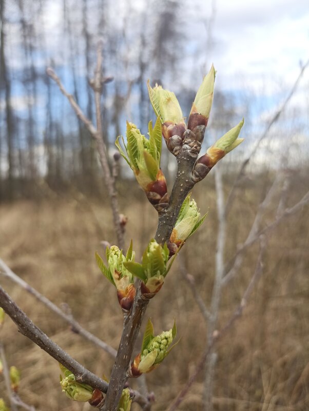 Весна идёт! Весне дорогу! - Pippa Весна идёт! Весне дорогу! - Pippa