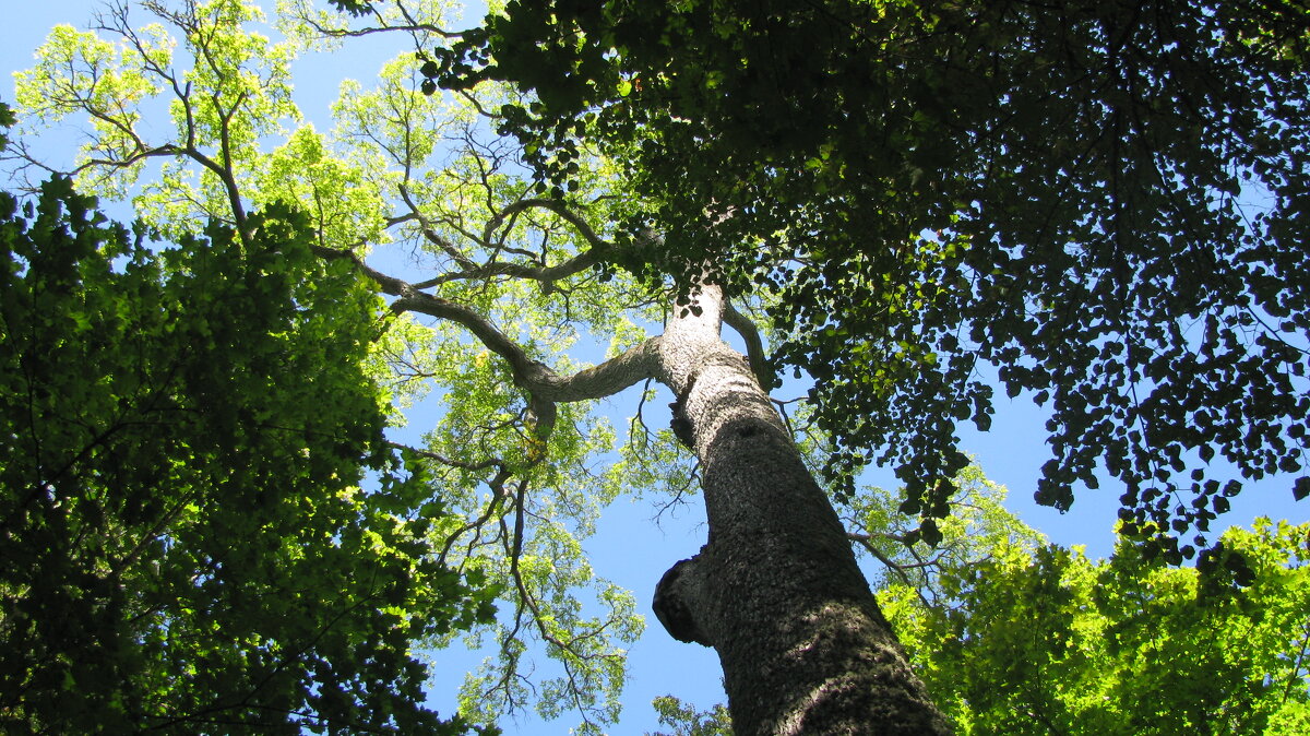 Реликтовый вяз в Петровском - Олег Зоркий Реликтовый вяз в Петровском - Олег Зоркий