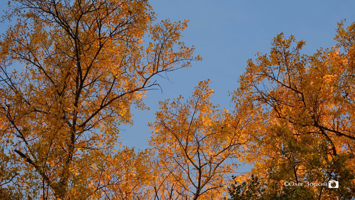 Золото осени - Олег Зоркий Золото осени - Олег Зоркий