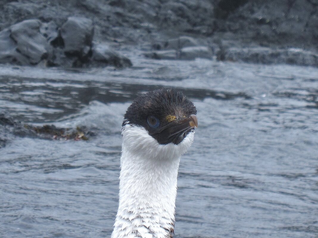 - И за баклана ответишь! - unix (Илья Утропов) - И за баклана ответишь! - unix (Илья Утропов)