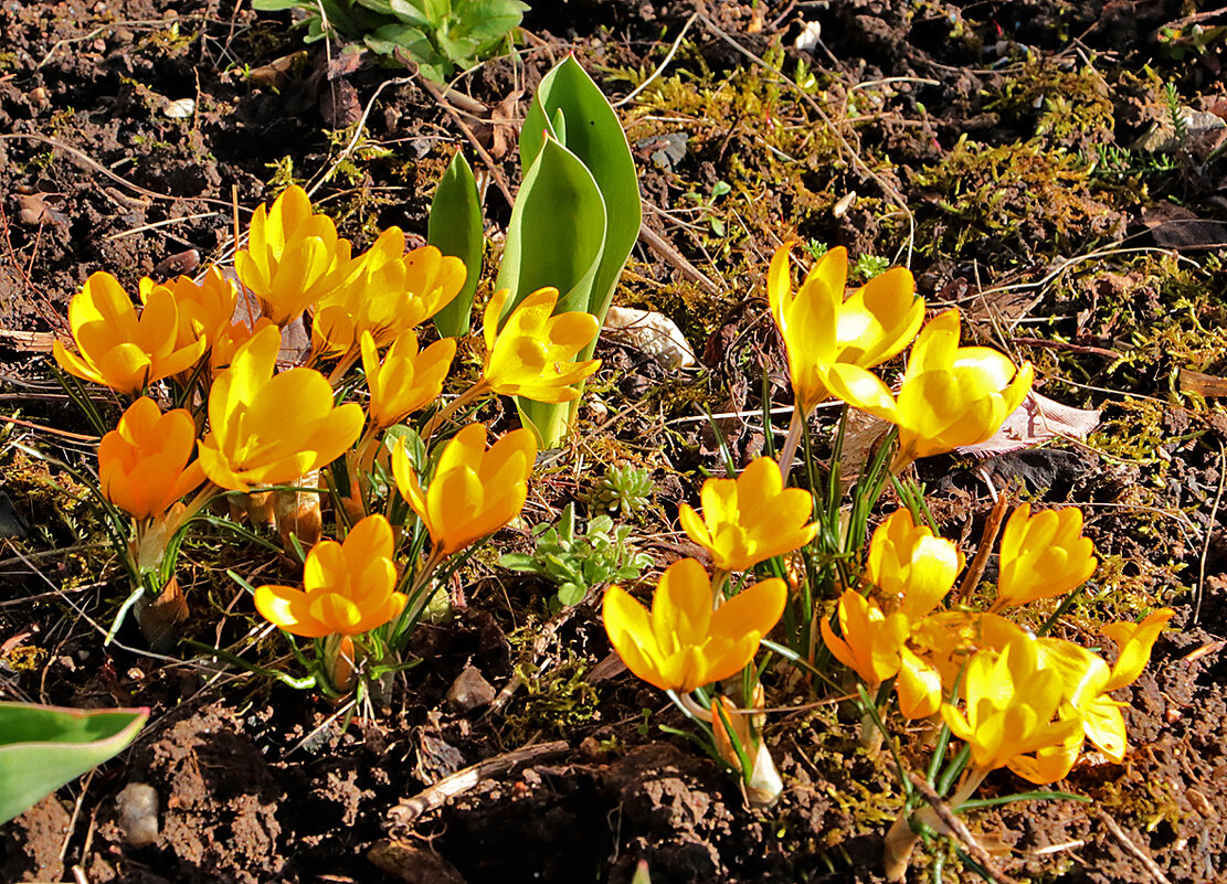 Солнечная красота - Светлана 