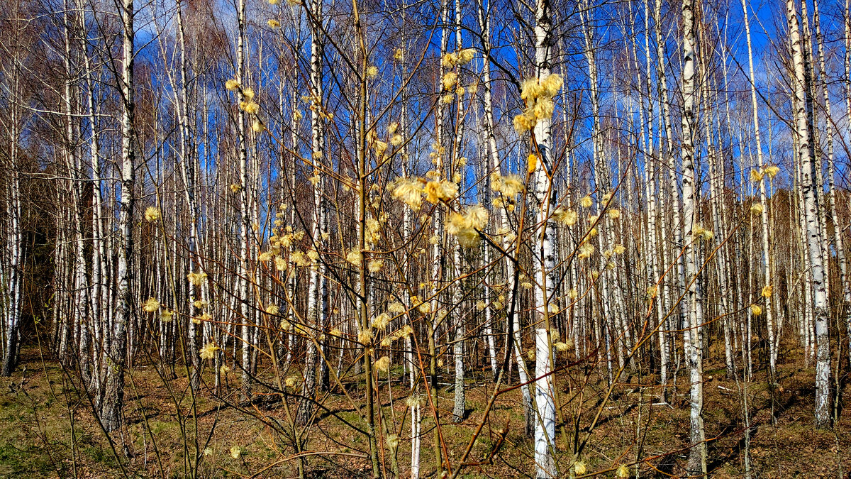 природа начала апреля 6 - Александр Прокудин природа начала апреля 6 - Александр Прокудин
