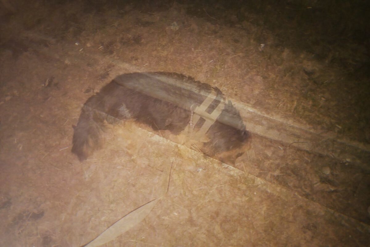 Питомец в МУЛТИЭКСПОЗИЦИИ - Игорь Солдаткин Питомец в МУЛТИЭКСПОЗИЦИИ - Игорь Солдаткин