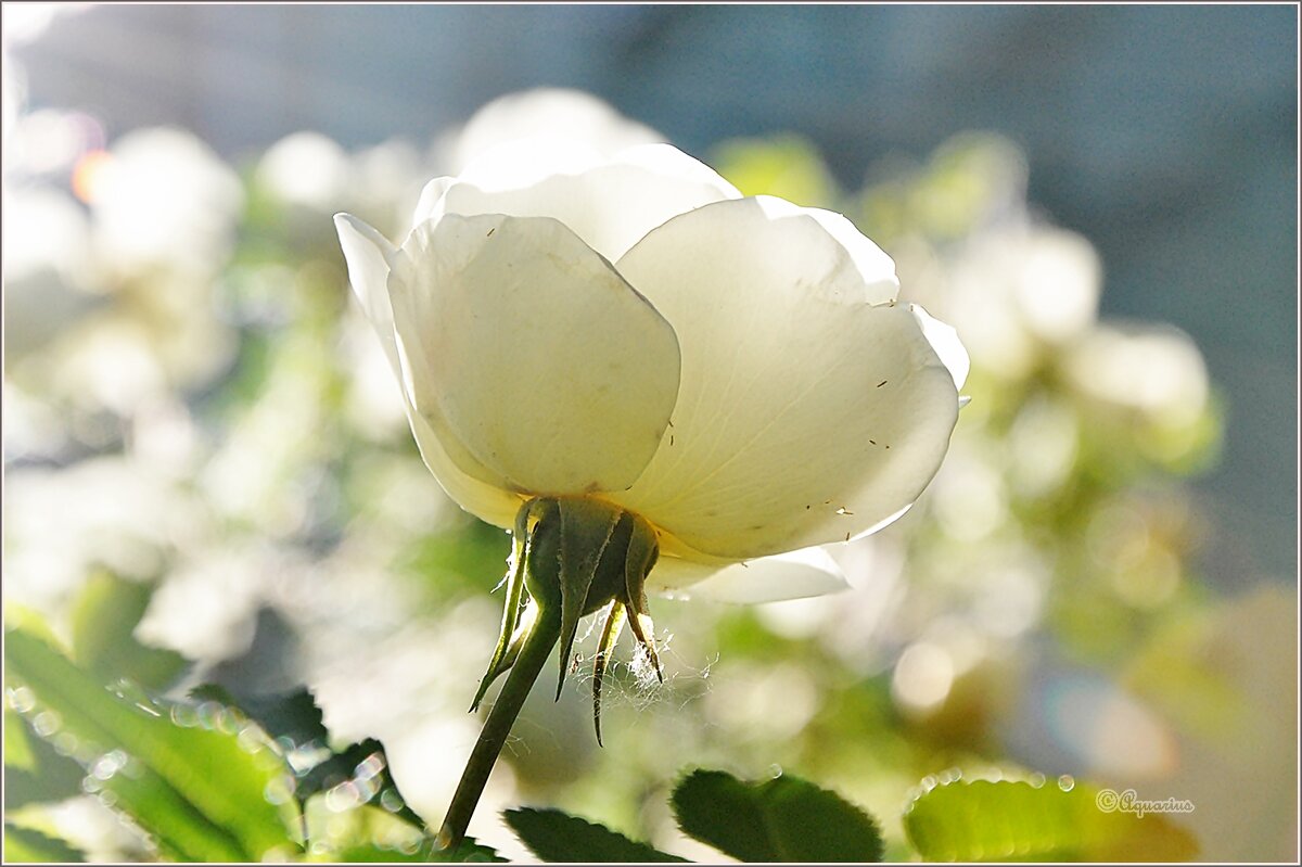 Про июнь - Aquarius - Сергей