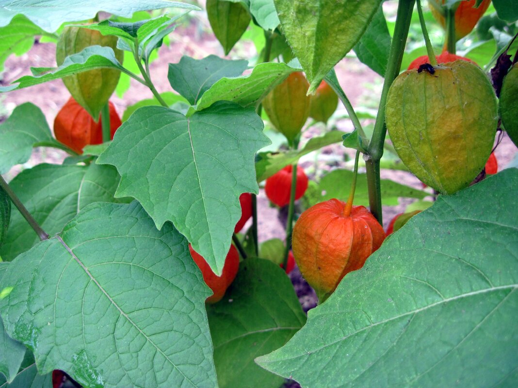 Физалис прячется. - Ирина ***