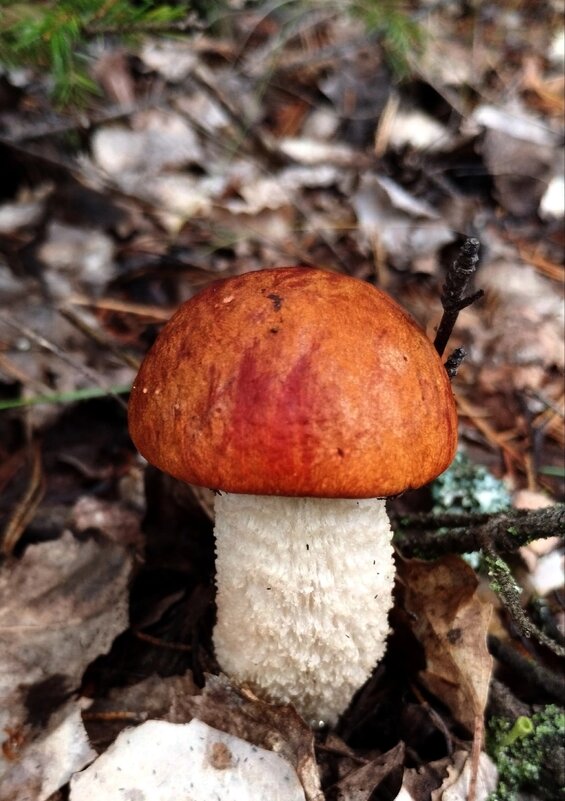 Красноголовик - светлана льдокова