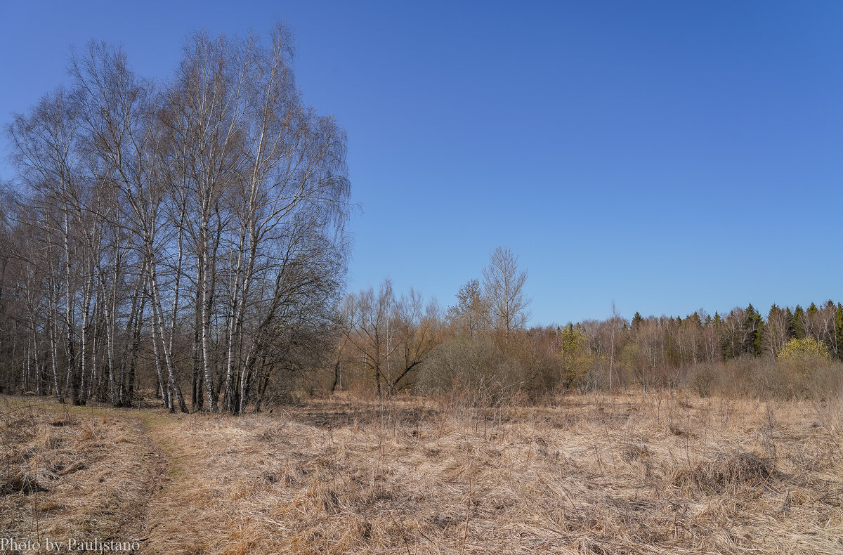 На опушке... - Владимир Жданов На опушке... - Владимир Жданов