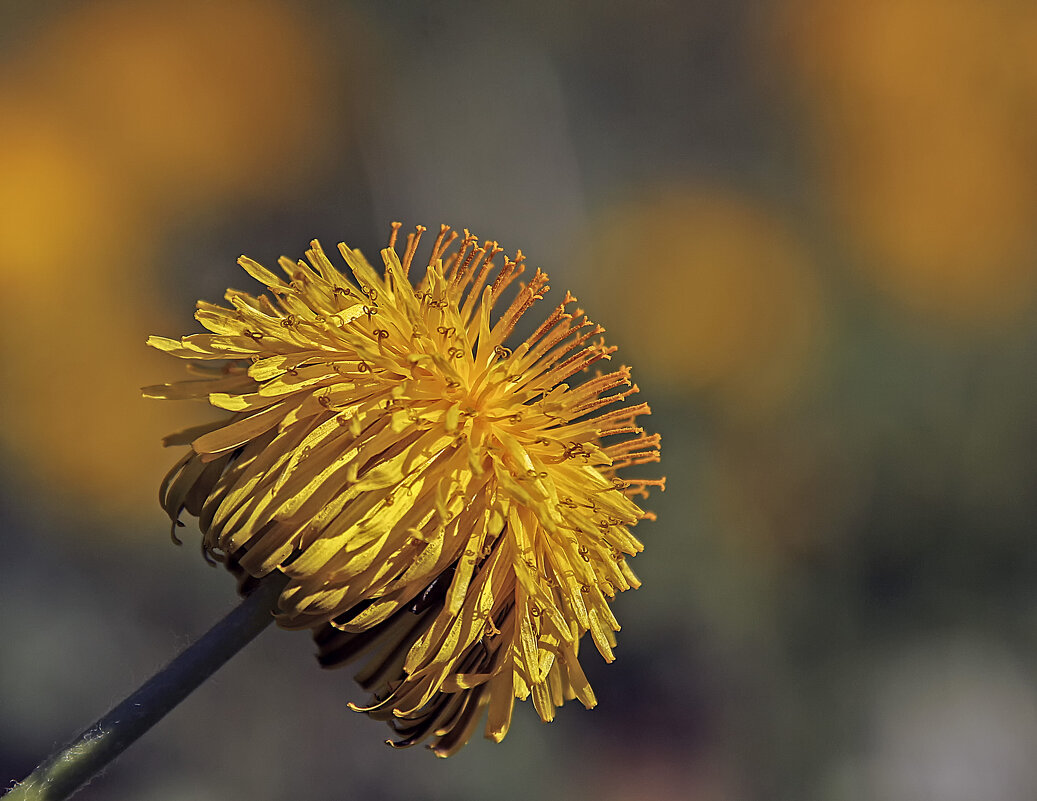 ******* - Андроник Александр 