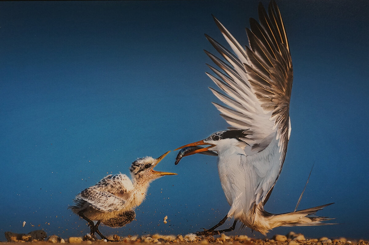 " Малая хохлатая крачка" - Ольга 