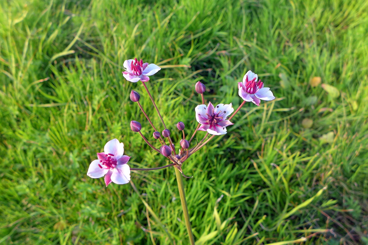 Сусак зонтичный - Валерий Судачок