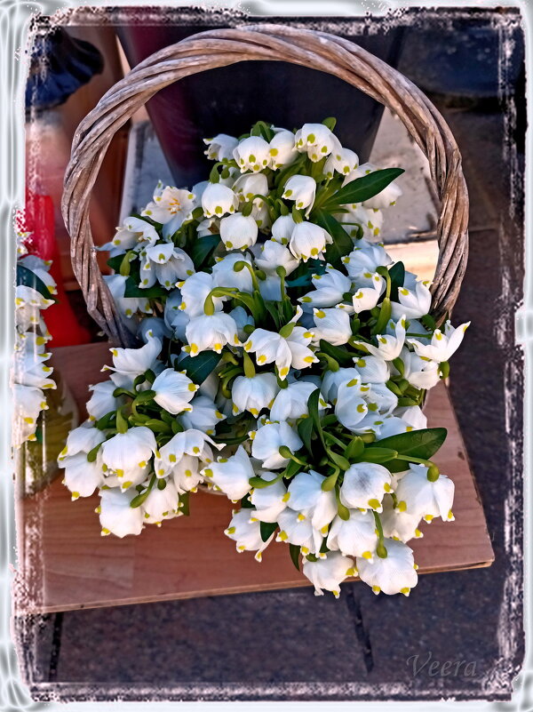 Белоцветники - Veera V Белоцветники - Veera V