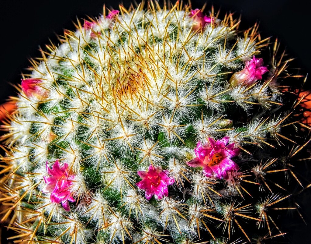 Прекрасная недотрога! ... ( маммилярия ) - Елена Хайдукова ( Elena Fly ) Прекрасная недотрога! ... ( маммилярия ) - Елена Хайдукова ( Elena Fly )