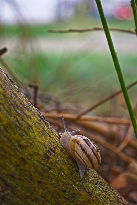 Садовая цепея - Giant Tao /