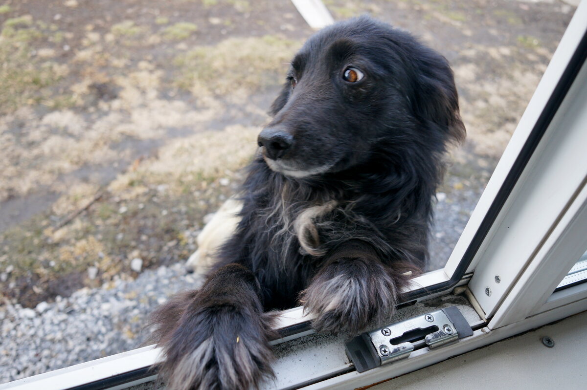 Черныш..., здороваемся по утру. - Андрей Катков Черныш..., здороваемся по утру. - Андрей Катков