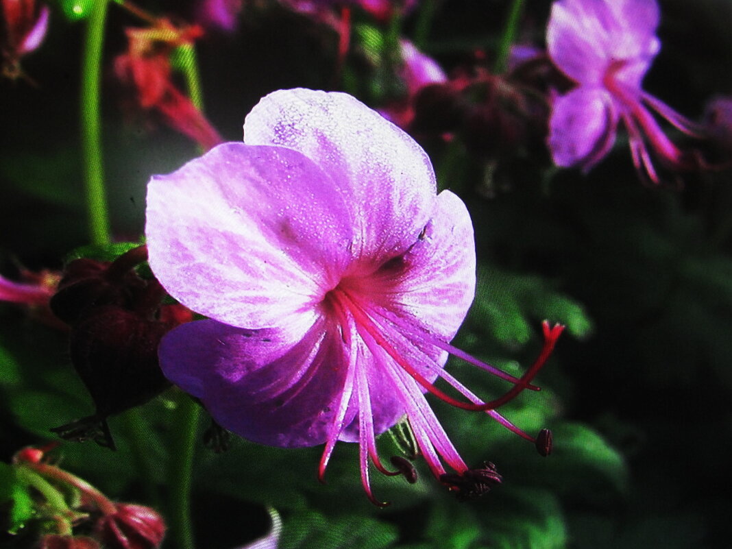Герань зацветает - Людмила Смородинская Герань зацветает - Людмила Смородинская