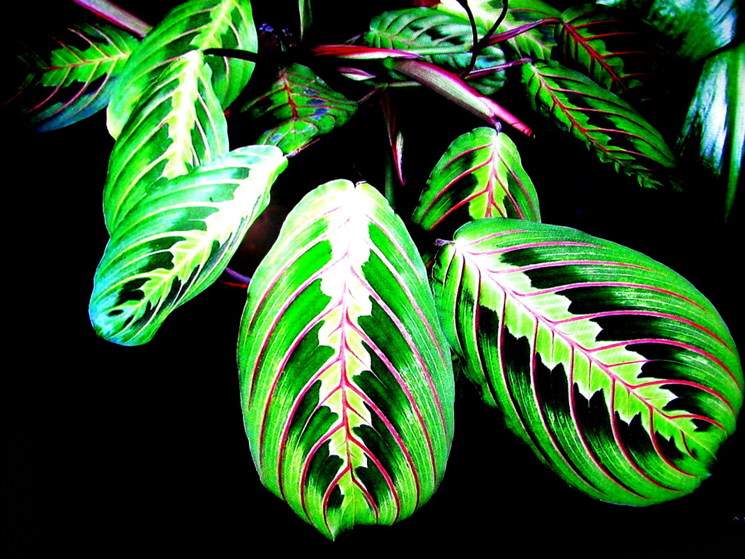 Маранта - Людмила Смородинская Маранта - Людмила Смородинская