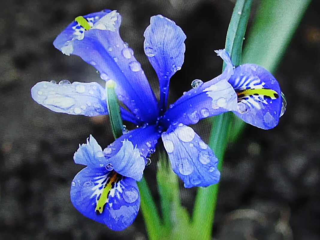 Нежный красавчик - Людмила Смородинская