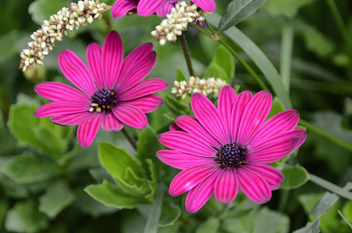 Цветочки - Валерий Пославский Цветочки - Валерий Пославский