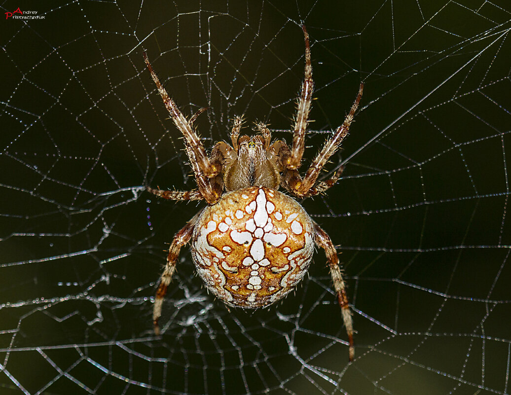 ПАУК - Андрей Пристяжнюк