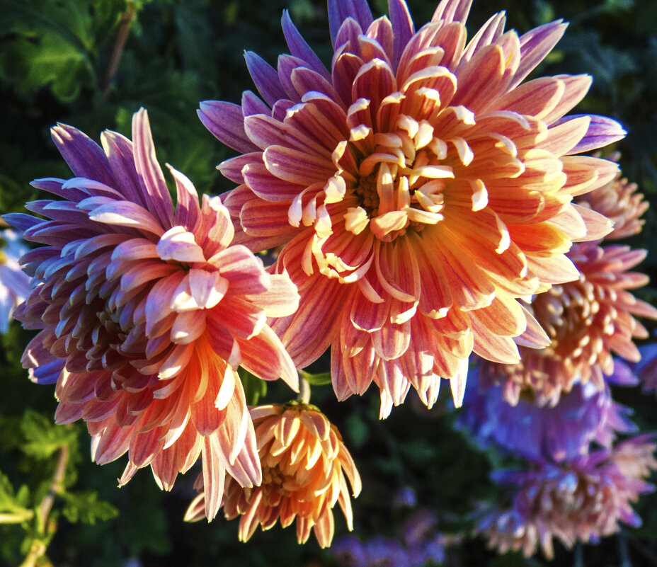 Хризантема в лучах солнца - Валентин Семчишин