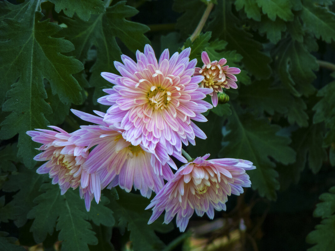 Хризантемы - Валентин Семчишин