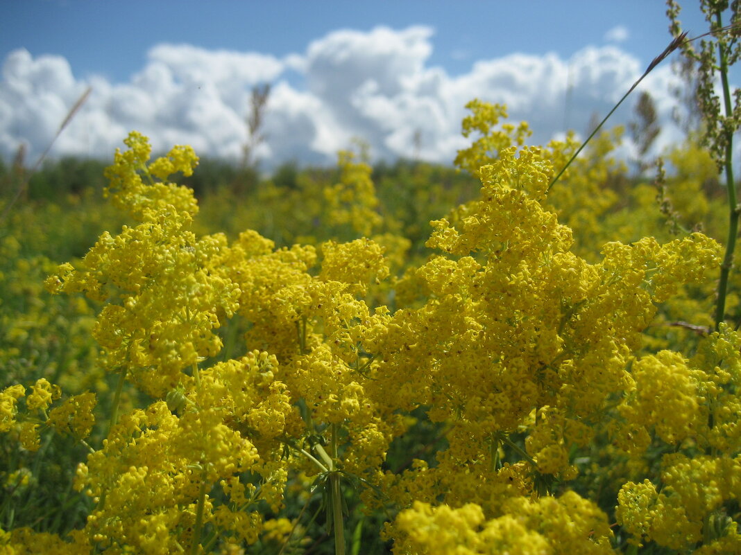 Подмаренник настоящий - Anna Ivanova