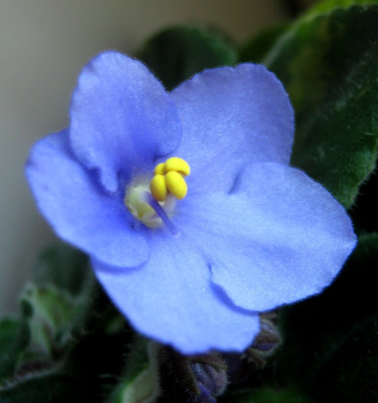 Фиалка - Елена Семигина